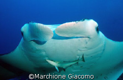 Oh sorry:Manta ray. Maldives 2007. Nikon D200 two strobo,... by Marchione Giacomo 